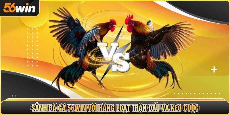 Sảnh đá gà 56WIN với hàng loạt trận đấu và kèo cược