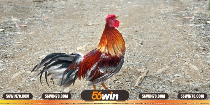 Cẩm nang chăm sóc sức khỏe cho gà rừng