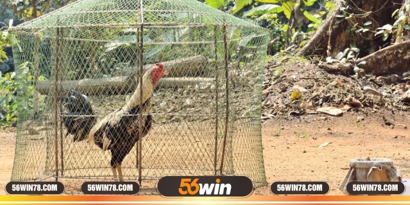 Chiến lược nuôi gà rừng tại nhà