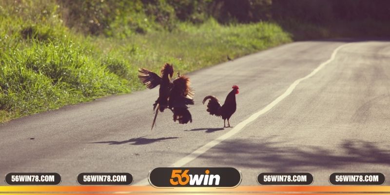 Cựa dao đá gà đôi nguy hiểm