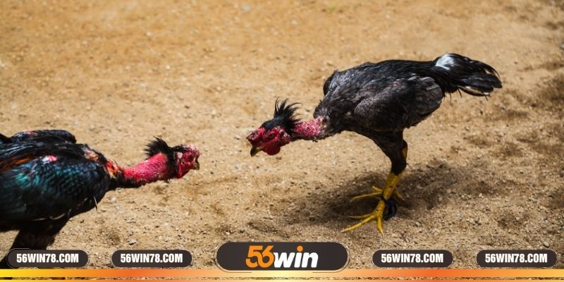 Dịch vụ chăm sóc gà chiến tại sân thi đấu