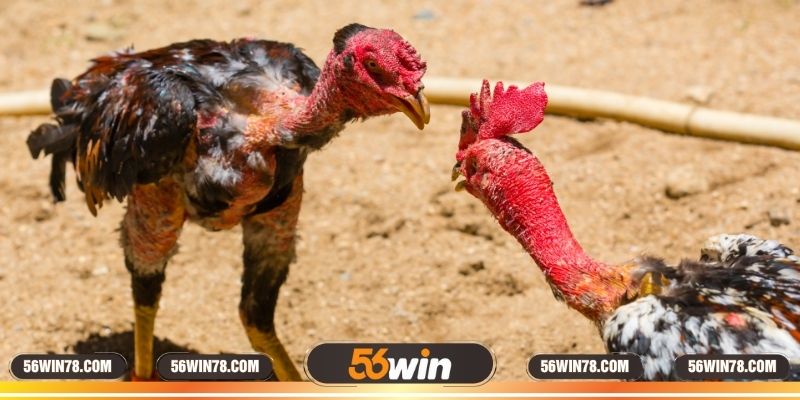 Khái niệm về cựa dao gà đá