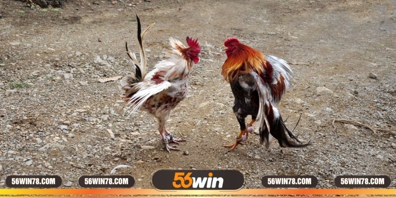 Lý do trường gà được nhiều thanh viên biết đến