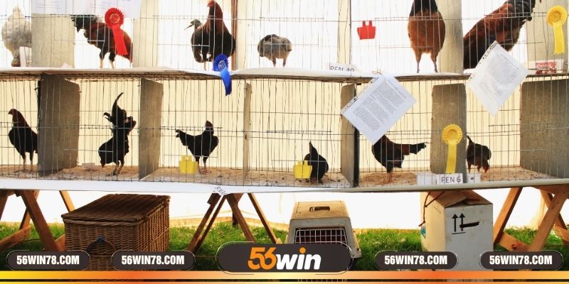 Mục đích của việc nuôi gà rừng