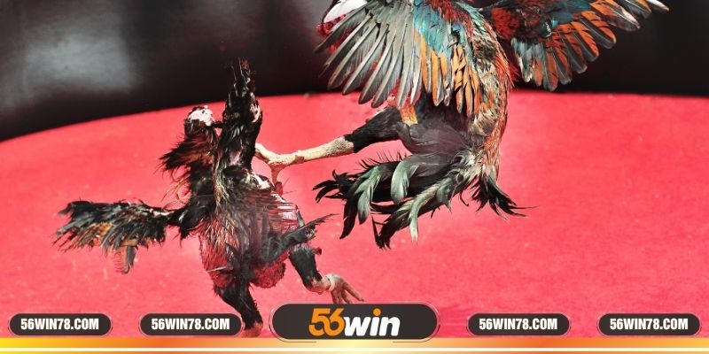 Sơ lược về sân thi đấu Long An