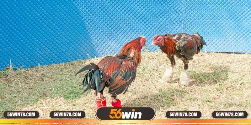 Tác dụng của cựa dao khi đá gà